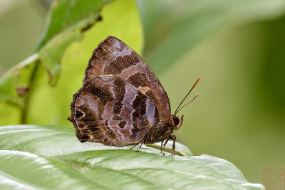 Flos fulgida singhapura (The Shining Plushblue)