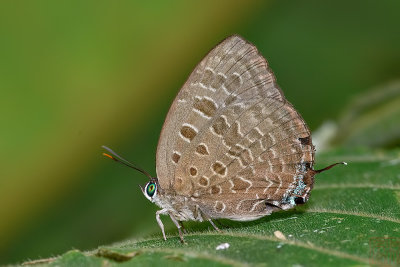 Arhopala horsfieldi