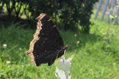 Nymphalis antiopa antiopa (Mourning Cloak)