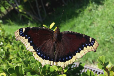 Butterflies of Mexico