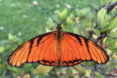 Dione juno huascuma (Mexican Juno Silverspot)