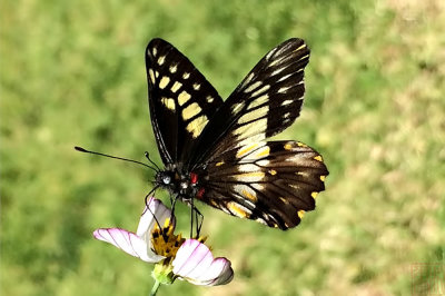 Catasticta hegemon (Frosted Dartwhite)