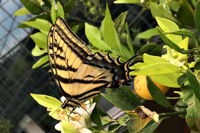 Pterourus multicaudata multicaudata (Two-tailed Tiger-Swallowtail)