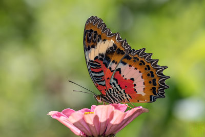 Cethosia hypsea