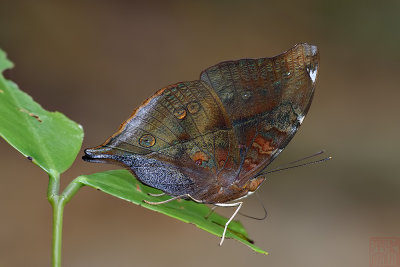 Doleschallia bisaltide pratipa (Autumn Leaf)