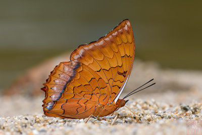 Charaxes distanti distanti (The Malay Rajah)