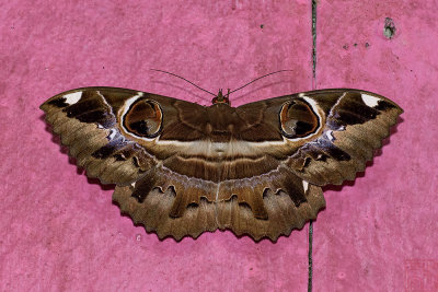 Moths of Malaysia