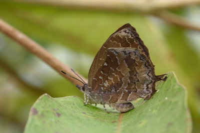 Mahathala ariadeva ariadeva (The Malayan Falcate Oakblue)