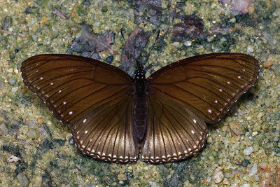 Hypolimnas anomala anomala (The Malayan Eggfly)