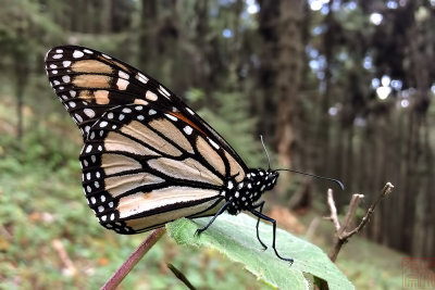 Danaus plexippus (Monarch Butterfly)