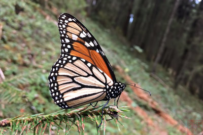 Danaus plexippus (Monarch Butterfly)