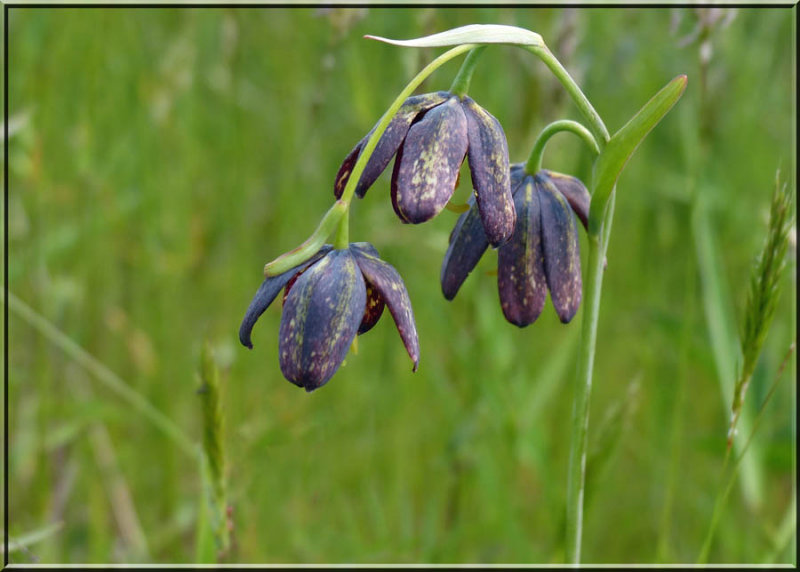 Chocolate Lily