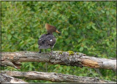 Merganser in a Tree (Mom)
