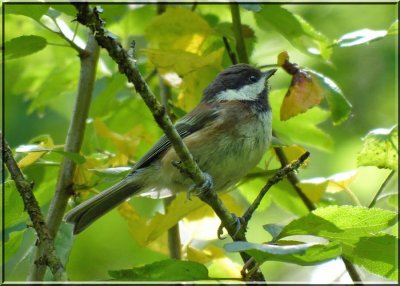 Chestnut-backed Chickadee