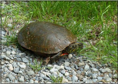 Painted Turtle