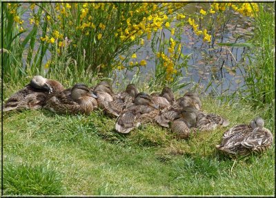 A Badylenge of Ducks