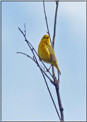 Yellow Warbler