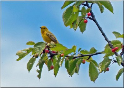 In the Cherry Tree