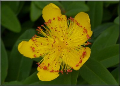 Hypericum calycinum