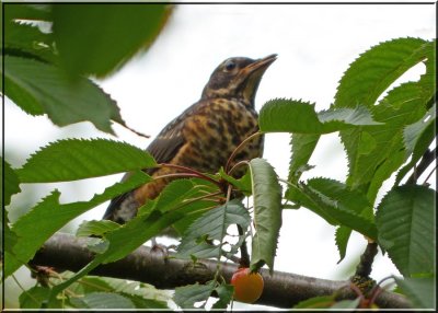 Robin in the Cherry Tree