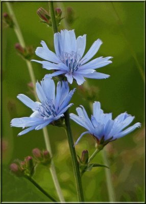 Chicory