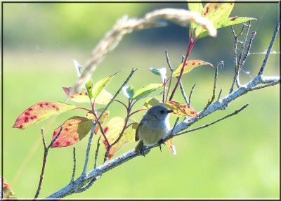 Bushtit