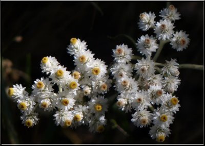 Pearly Everlasting  
