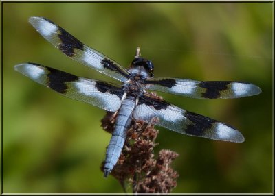 Libellula forensis