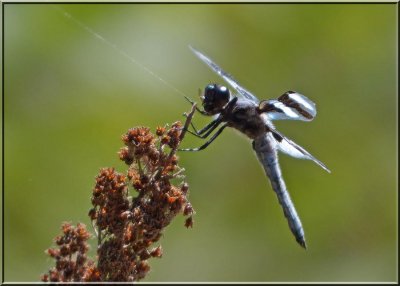 Eight-spotted Skimmer