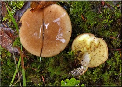 Suillus  ??