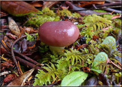 Rosy Gomphidius