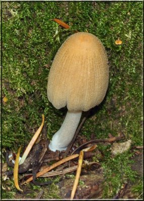 Coprinellus micaceus