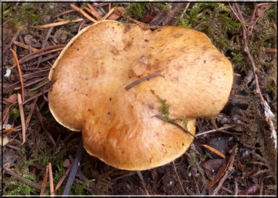 Suillus granulatus 