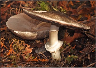 Agaricus praeclaresquamosus