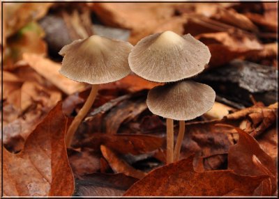 Inocybe grammata