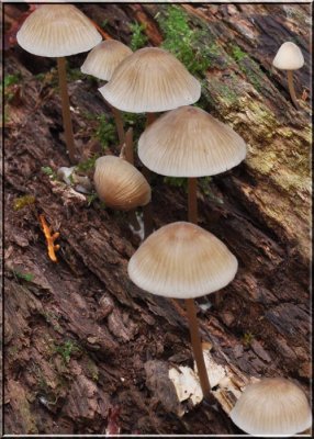 Mycena galericulata