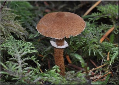 Cystoderma fallax