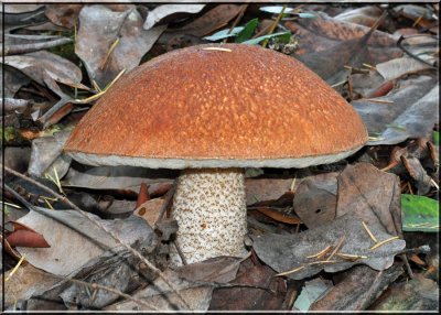 Leccinum aurantiacum