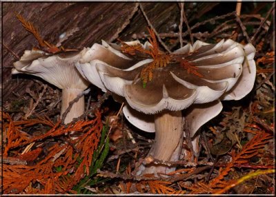 Unknown - possibly Clitocybe nebularis