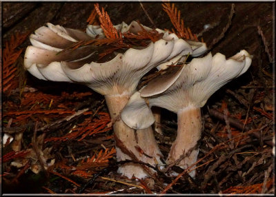 Mushrooms 2013