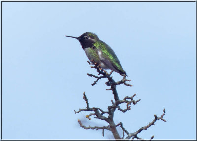 Anna's Hummingbird
