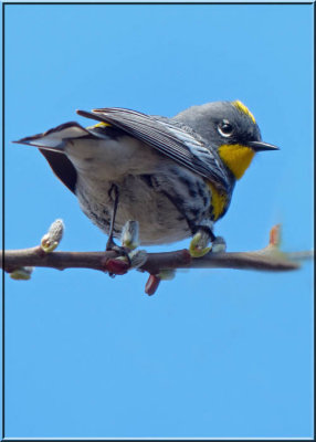 Yellow-rumped Warbler