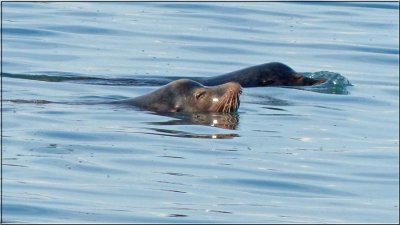 Sea Lions