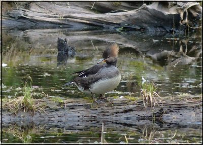Mrs Merganser
