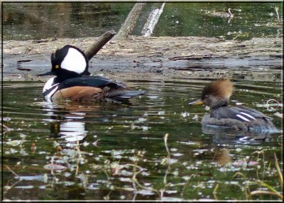 Hooded Mergansers