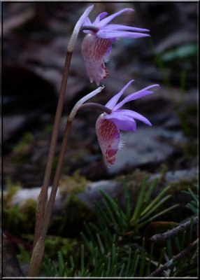 Calypso bulbosa