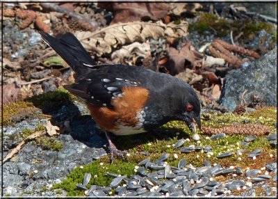 Towhee
