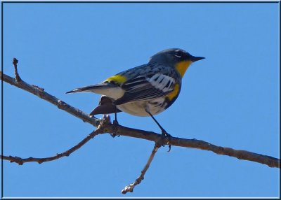 Yellow-rumped Warbler