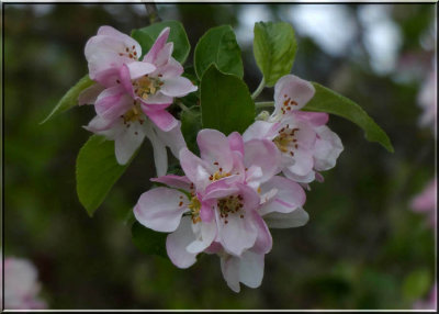 Apple Blossom Time