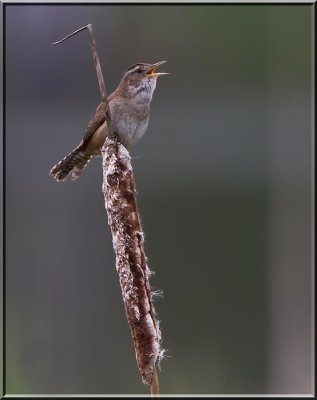 Marsh Wren